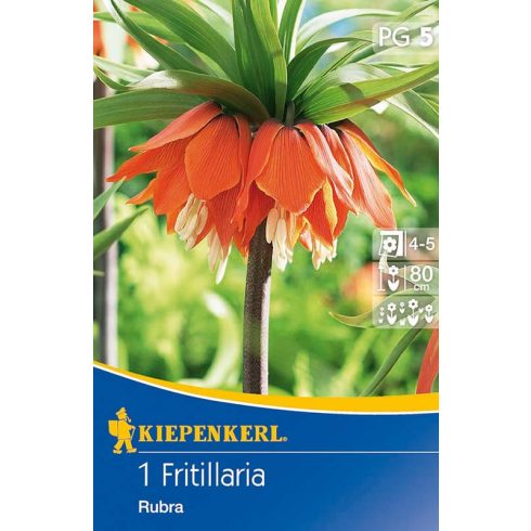 Fritillaria imperialis Rubra - Császárkorona piros - 1db hagyma/csomag