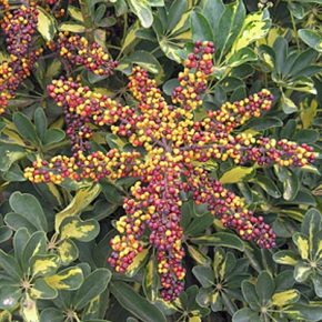 Schefflera arboricola - Törpe esernyőfa - 5db mag/csomag