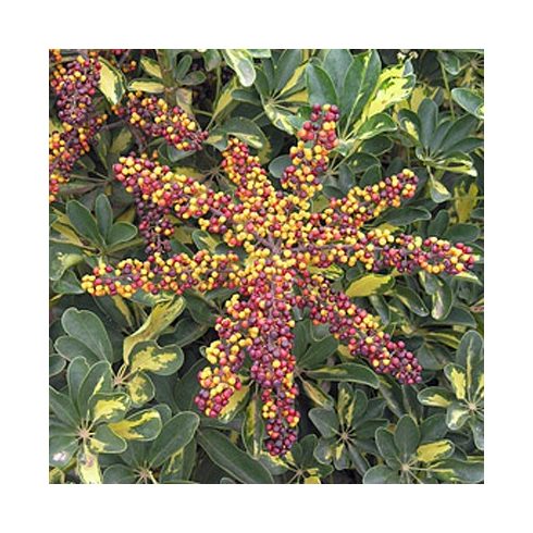 Schefflera arboricola - Törpe esernyőfa - 5db mag/csomag