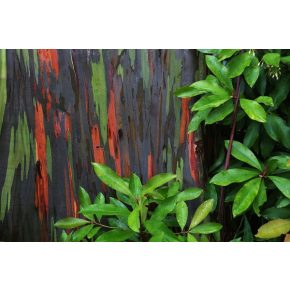   Eucalyptus deglupta - Rainbow Gum - 5pcs seeds/packet - goldenpalm.hu