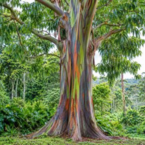 Eucalyptus deglupta szivárvány eukaliptusz kifejlett fa látványos színes törzzsel