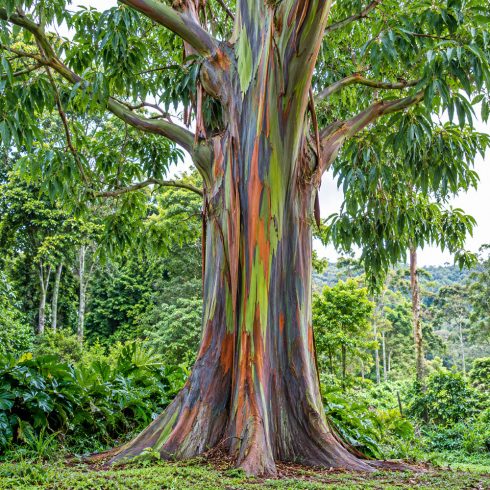 Eucalyptus deglupta szivárvány eukaliptusz kifejlett fa látványos színes törzzsel