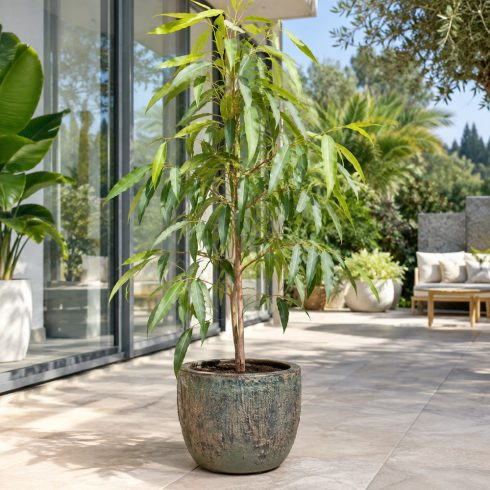 Fiatal Eucalyptus deglupta szivárvány eukaliptusz cserepes növény világos zöld levelekkel