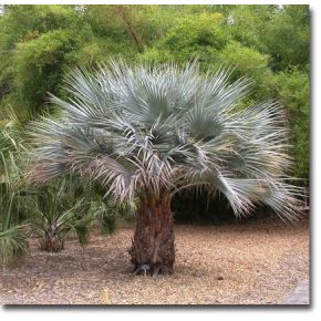 Brahea armata  Blue Hesper Palm - 5pcs seeds/packet - goldenpalm.hu