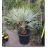 Brahea armata  Blue Hesper Palm - 5pcs seeds/packet - goldenpalm.hu