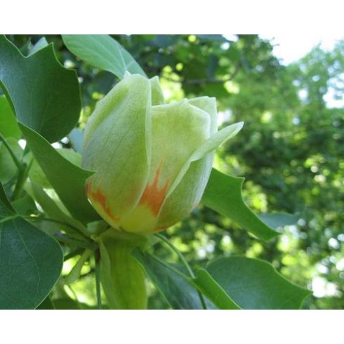 Liriodendron tulipifera - Amerikai tulipánfa - 5db mag/csomag