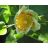   Liriodendron tulipifera - Amerikai tulipánfa - 5db mag/csomag
