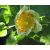 Liriodendron tulipifera - Amerikai tulipánfa - 5db mag/csomag