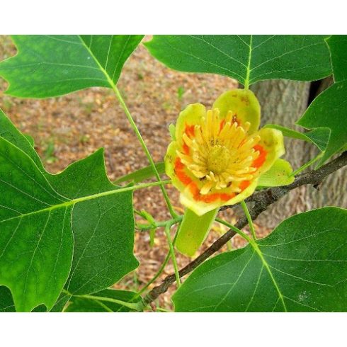 Liriodendron tulipifera - Amerikai tulipánfa - 5db mag/csomag