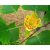Liriodendron tulipifera - Amerikai tulipánfa - 5db mag/csomag