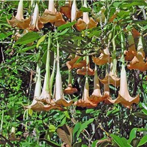 Brugmansia versicolor - Angyaltrombita - Narancs - 5db mag/csomag