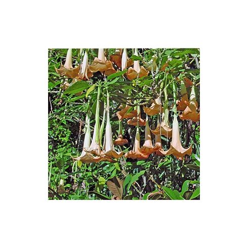 Brugmansia versicolor - Angyaltrombita - Narancs - 5db mag/csomag