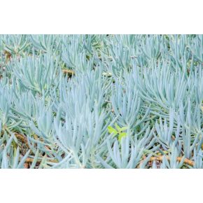 Senecio serpens - 5db mag/csomag