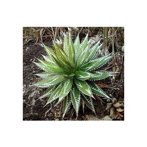 Agave impressa - 5db mag/csomag