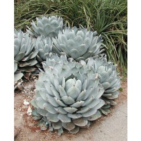 Agave parryi var. parryi - Törpe agave - 5db mag/csomag