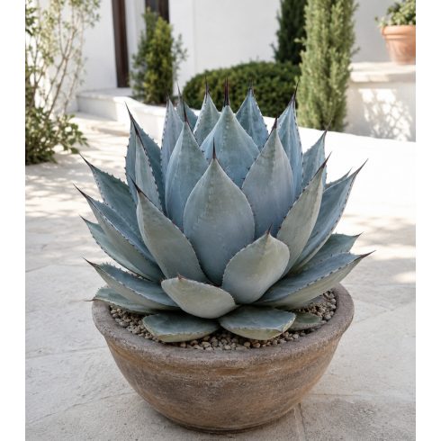 Agave parryi var. parryi - Törpe agave - 5db mag/csomag