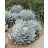 Agave parryi var. parryi - Törpe agave - 5db mag/csomag