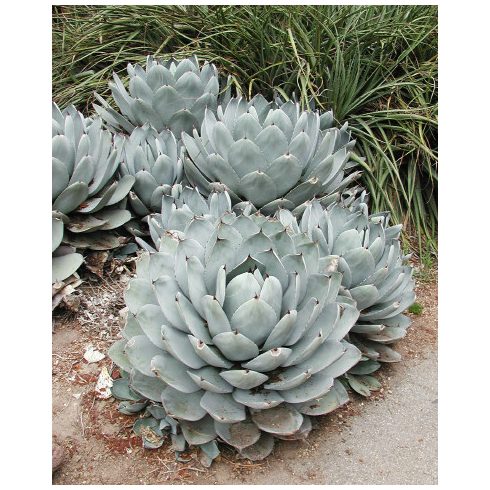 Agave parryi var. parryi - Törpe agave - 5db mag/csomag