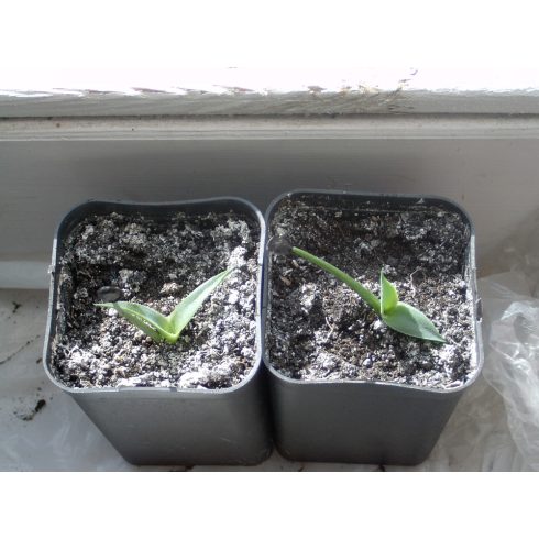 Agave parryi var. parryi - Törpe agave - 5db mag/csomag