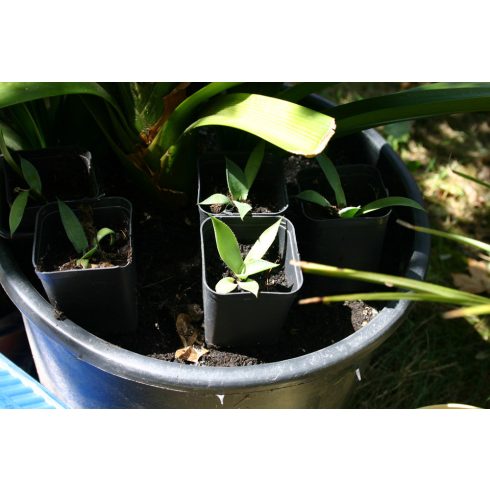 Agave parryi var. parryi - Törpe agave - 5db mag/csomag