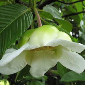 Dillenia indica - Elefántalma - 5db mag/csomag