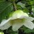 Dillenia indica - Elefántalma - 5db mag/csomag