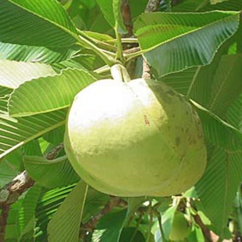 Dillenia indica - Elefántalma - 5db mag/csomag