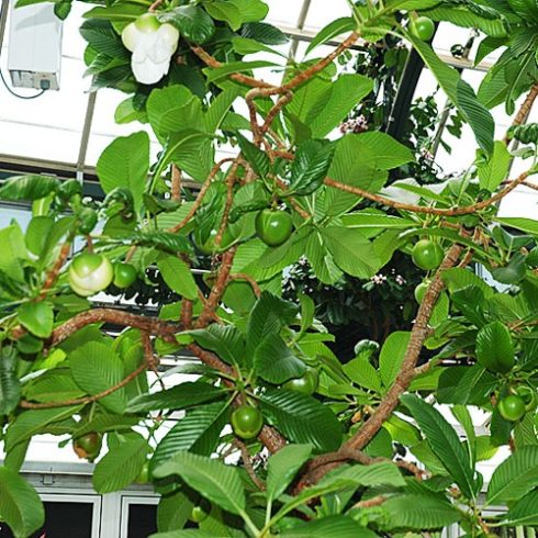 Dillenia indica - Elefántalma - 5db mag/csomag