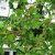 Dillenia indica - Elefántalma - 5db mag/csomag