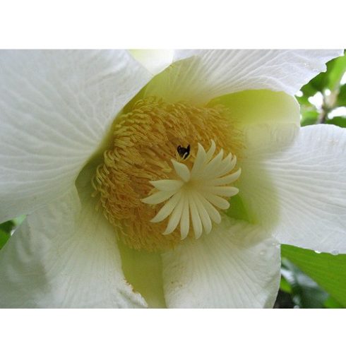 Dillenia indica - Elefántalma - 5db mag/csomag