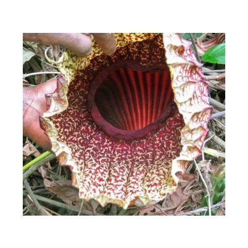 Pararistolochia goldieana - 2db mag/csomag