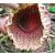 Pararistolochia goldieana - 2db mag/csomag