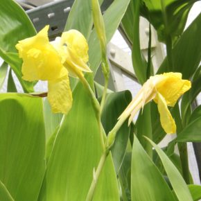 Canna flaccida - Arany kanna - 5db mag/csomag