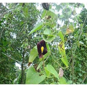 Aristolochia odoratissima - Illatos pipavirág - 5db mag/csomag