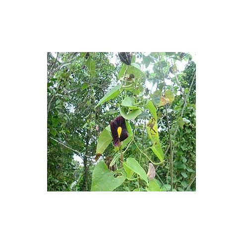 Aristolochia odoratissima - Illatos pipavirág - 3db mag/csomag