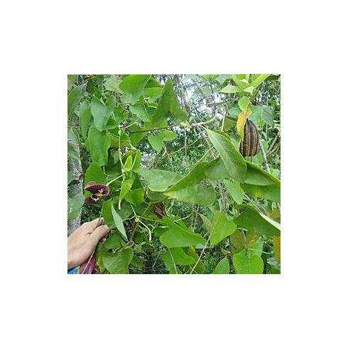 Aristolochia odoratissima - Illatos pipavirág - 3db mag/csomag