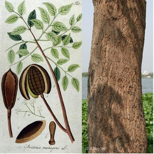 Swietenia mahagoni - Valódi Mahagóni - 5db mag/csomag 