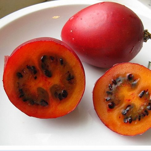 Solanum betaceum - Tamarillo - 5db mag/csomag