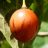 Solanum betaceum - Tamarillo - 5db mag/csomag