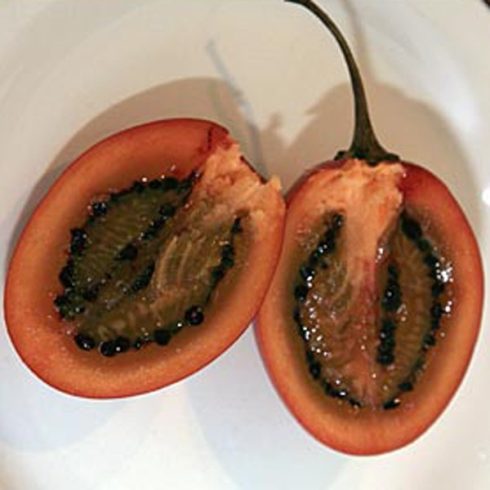 Solanum betaceum - Tamarillo - 5db mag/csomag