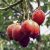 Solanum betaceum - Tamarillo - 5db mag/csomag