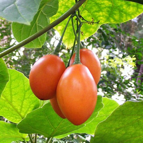 Solanum betaceum - Tamarillo - 5db mag/csomag