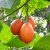 Solanum betaceum - Tamarillo - 5db mag/csomag