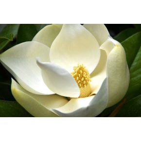   Magnolia grandiflora - Nagyvirágú liliomfa - 5db mag/csomag