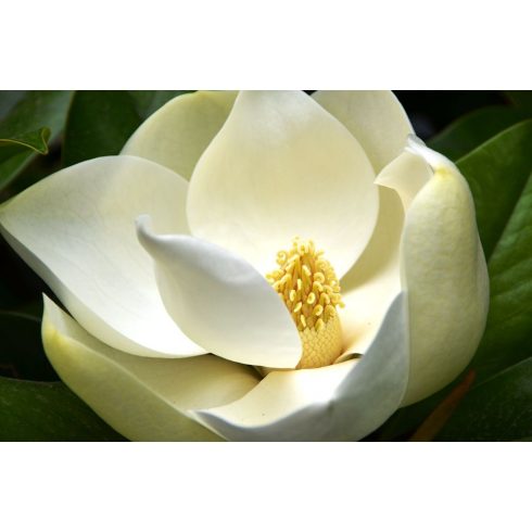 Magnolia grandiflora - Nagyvirágú liliomfa - 5db mag/csomag