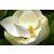 Magnolia grandiflora - Nagyvirágú liliomfa - 5db mag/csomag