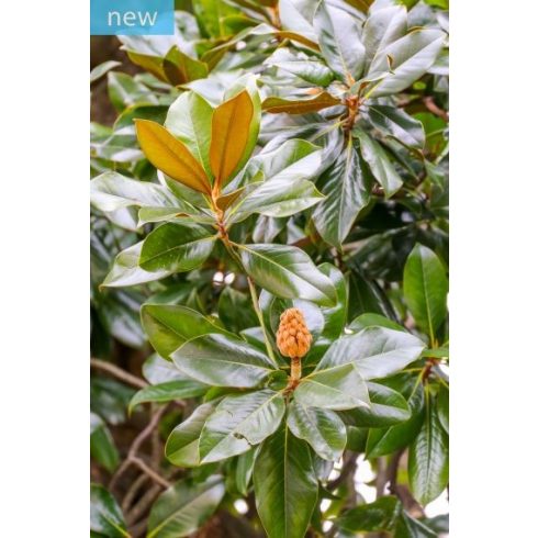 Magnolia grandiflora - Nagyvirágú liliomfa - 5db mag/csomag