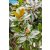 Magnolia grandiflora - Nagyvirágú liliomfa - 5db mag/csomag