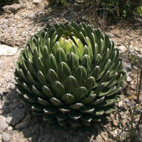   Agave victorinae-reginae (Huasteca Canyon) - Királynői agave - 5db mag/csomag