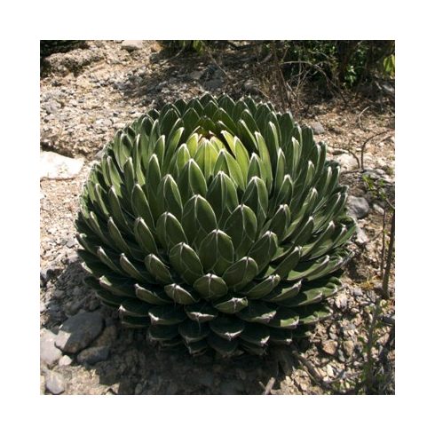 Agave victorinae-reginae (Huasteca Canyon) - Királynői agave - 5db mag/csomag